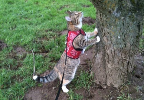 Kitty Holster Cat Harness (Made in USA)