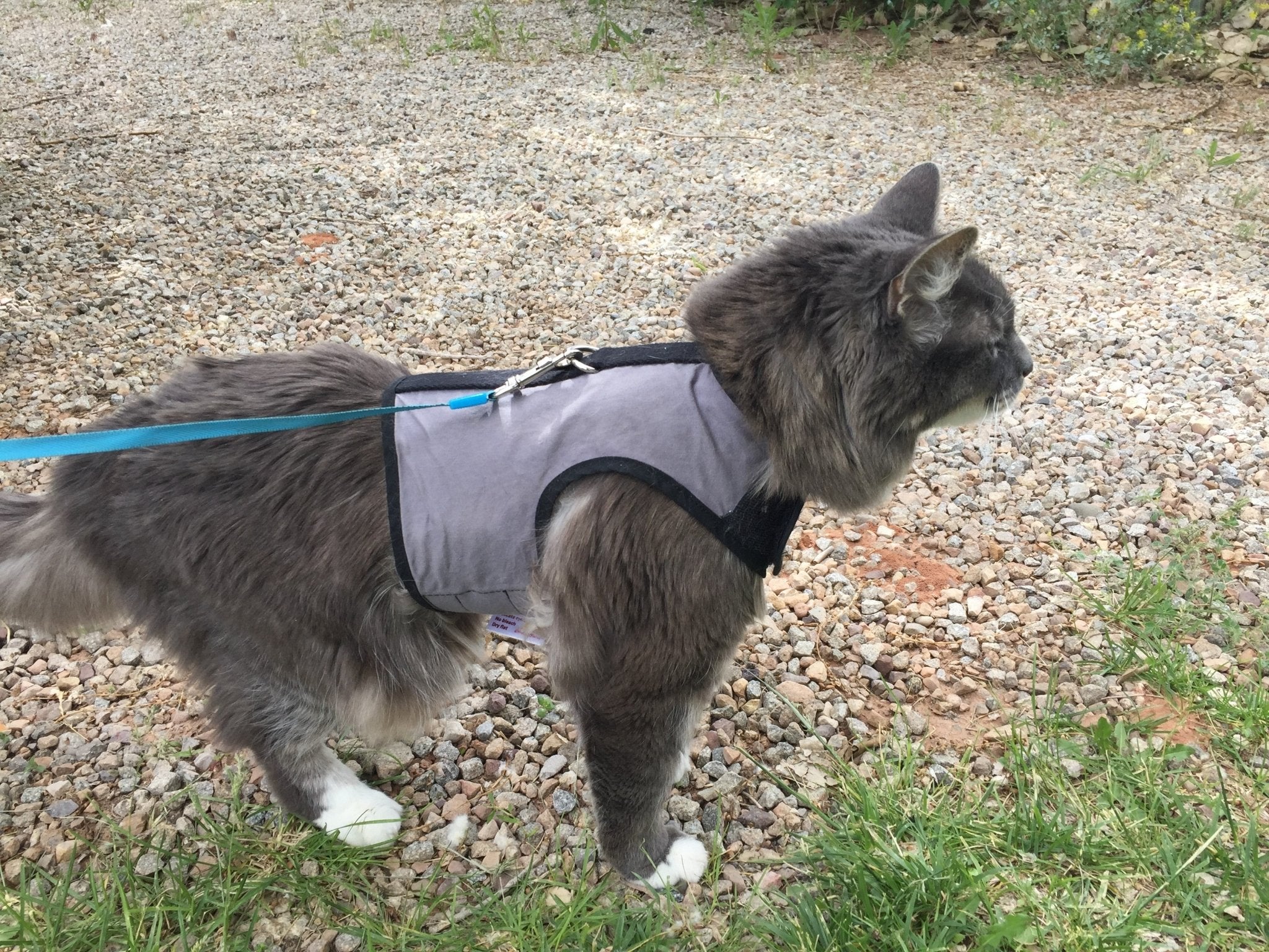 Kitty Holster Cat Harness (Made in USA)