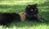 Kitty Holster Cat Harness (Made in USA)
