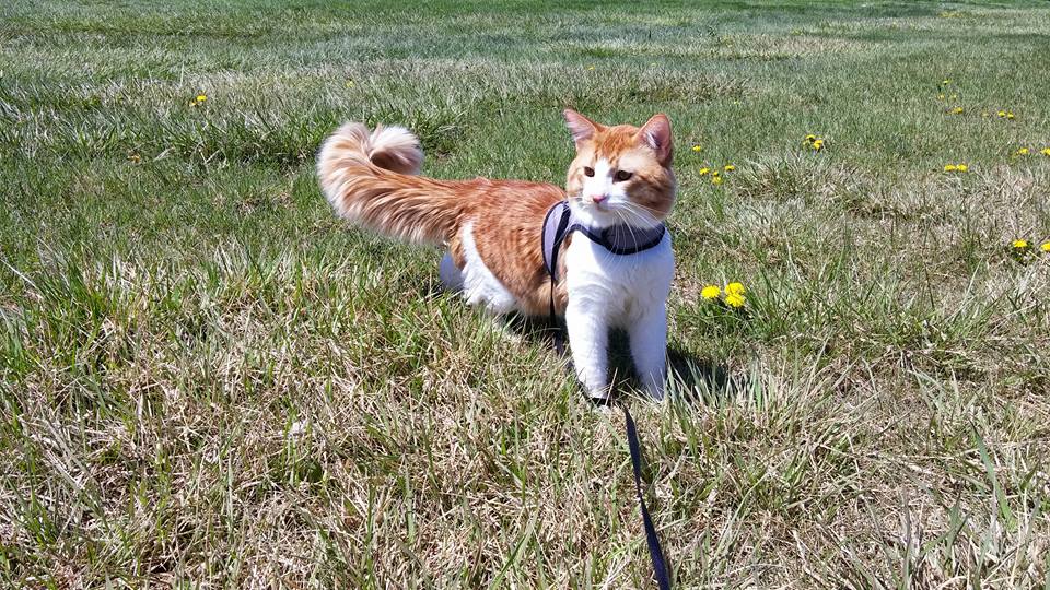 Kitty Holster Cat Harness (Made in USA)