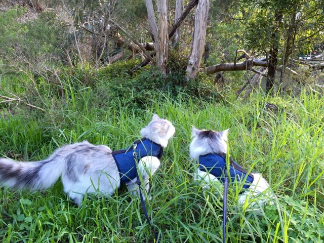 Kitty Holster Cat Harness (Made in USA)