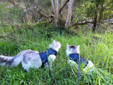 Kitty Holster Cat Harness (Made in USA)