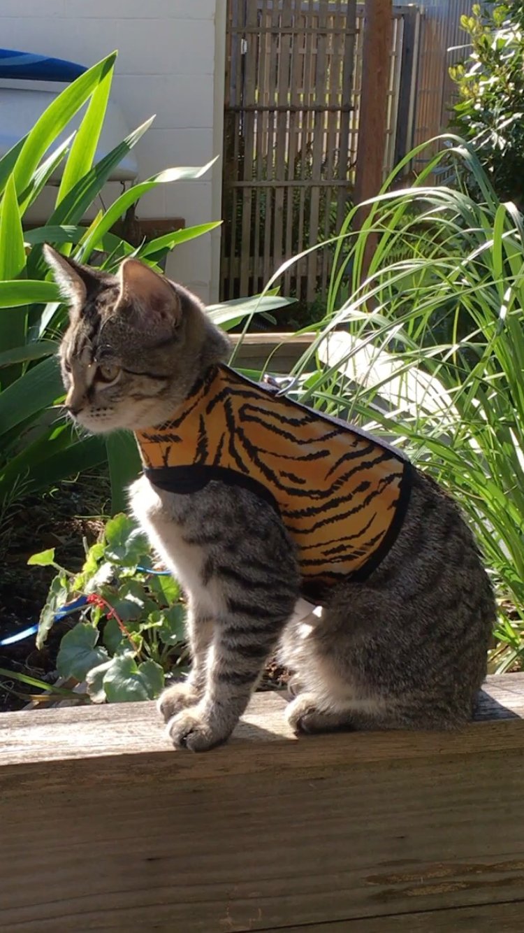 Kitty Holster Cat Harness (Made in USA)