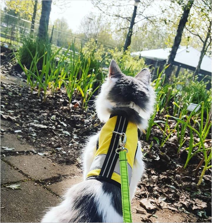 Kitty Holster Cat Harness (Made in USA Reflective Safety Harness) Sunshine Yellow XL