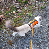Kitty Holster Reflective Safety Harness (Made in USA) Outrageous Orange XL