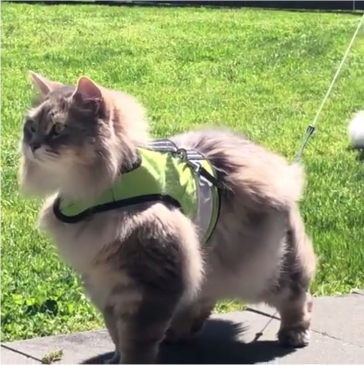 Kitty Holster Cat Harness (Made in USA Reflective Safety Harness) Loud Lime XL