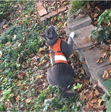 Kitty Holster Reflective Safety Harness (Made in USA) Outrageous Orange M L