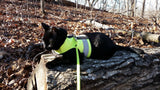 Kitty Holster Reflective Safety Harness (Made in USA) Sunshine Yellow S M