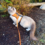 Kitty Holster Reflective Safety Harness (Made in USA) Outrageous Orange XS
