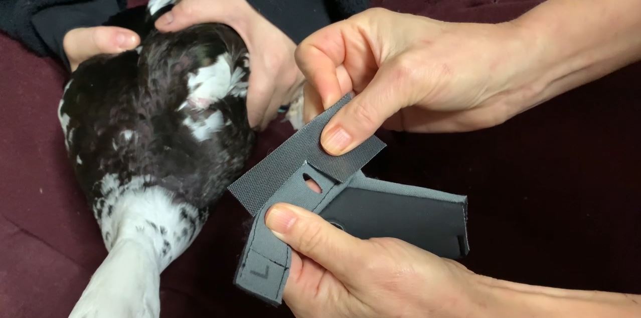 Replacement Leg Bands for Birdy Booties (Pair)