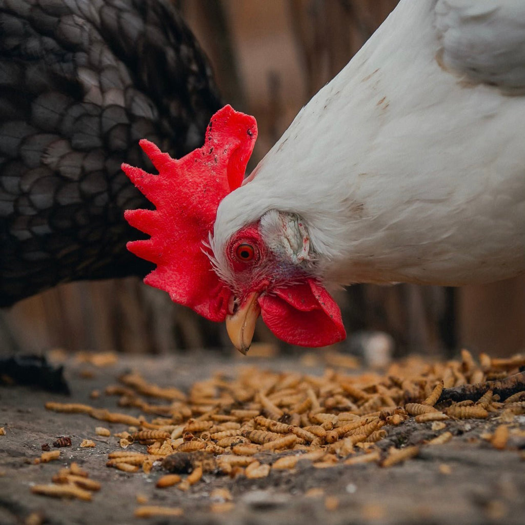 Beyond the Basics: **Specialized Pet Products** for Optimal Chicken Health & Wellness