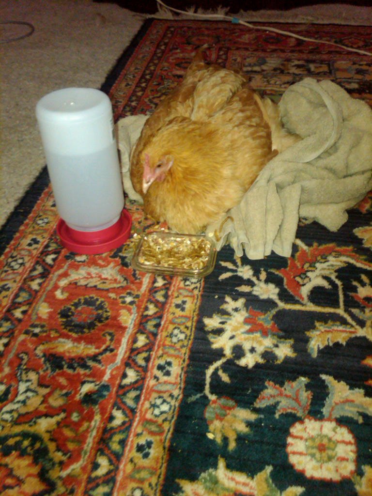 Can Chickens Recover from Marek's Disease Paralysis? What the Science Actually Says - Crazy K Farm Pet and Poultry