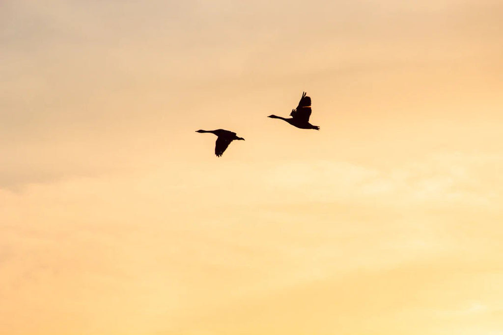 Choosing the Ideal Habitat for Your Geese