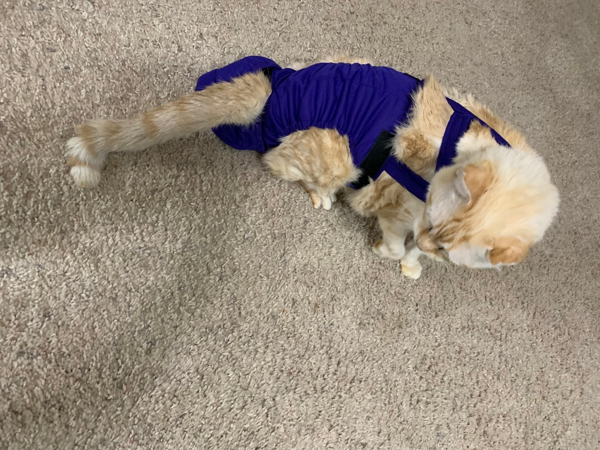 DiaPurr Cat Diaper: The Award-Winning, USA-Made Solution for Cat Incontinence - Crazy K Farm Pet and Poultry