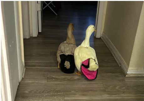 Ducks and geese as indoor pets - Crazy K Farm Pet and Poultry