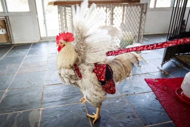 The Ultimate Guide to Indoor Chicken Diapers