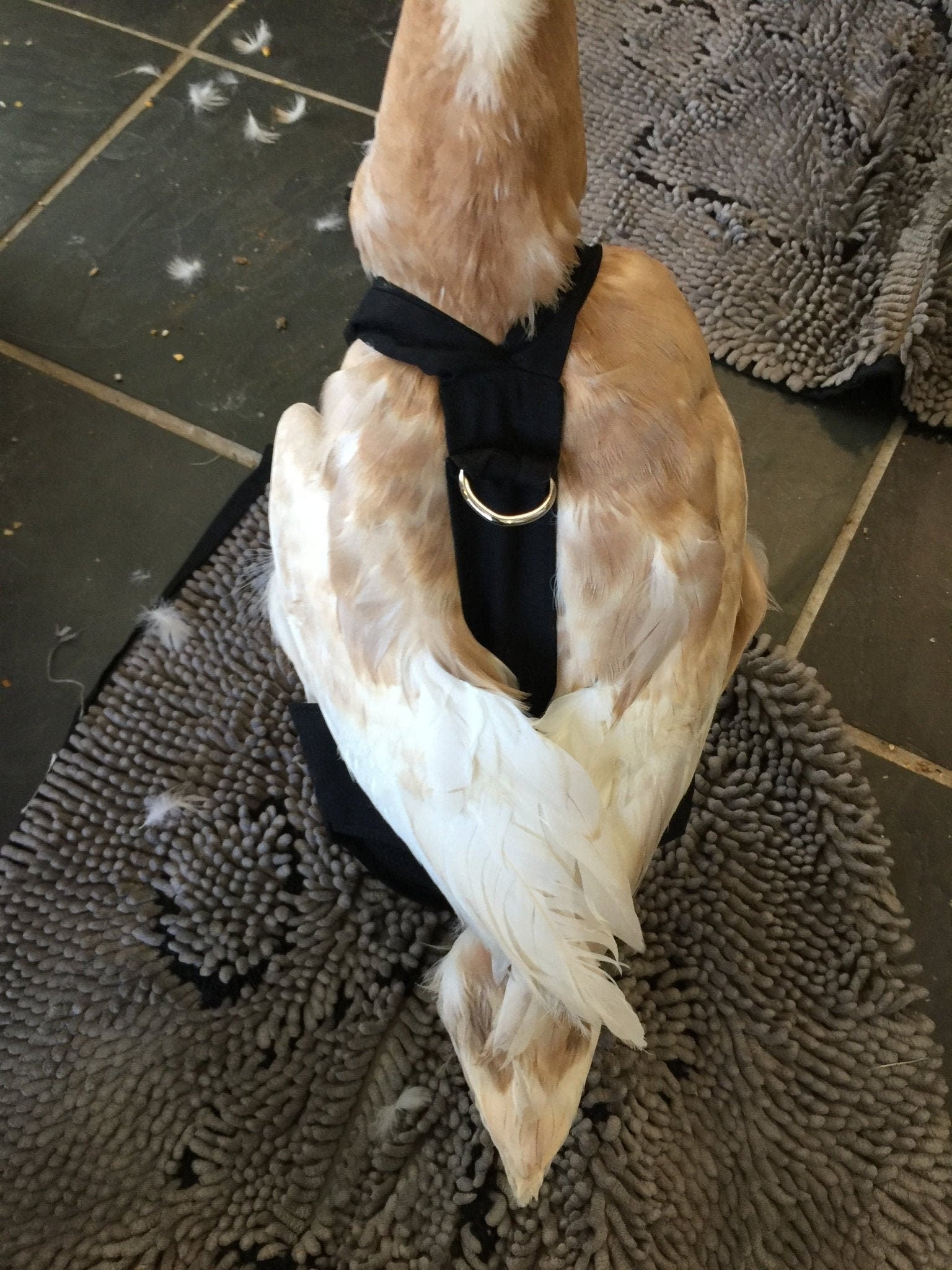 Hen Holster & Waterfowl Diaper: The Ultimate Guide to Mess-Free Poultry Care with Removable Liners - Crazy K Farm Pet and Poultry
