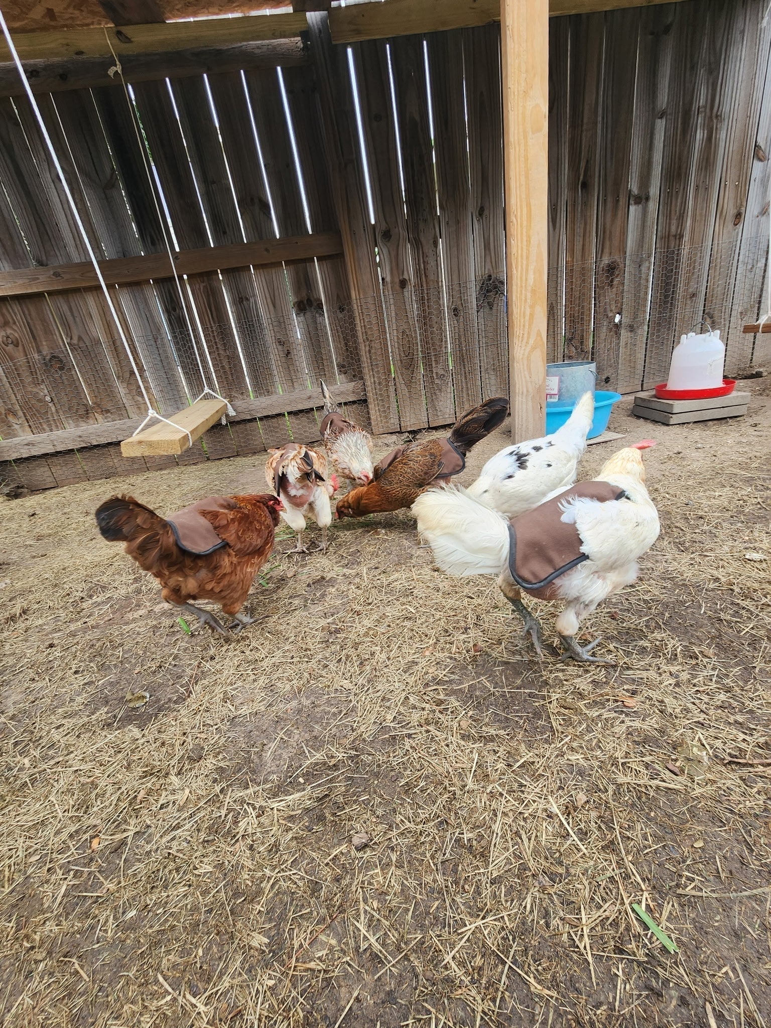How to Increase Egg Production in Chickens: Expert Tips for a Bountiful Basket - Crazy K Farm Pet and Poultry