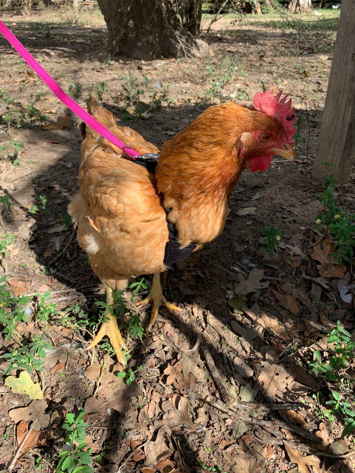 How to Keep Your Indoor Pet Chicken Healthy and Happy - Crazy K Farm Pet and Poultry