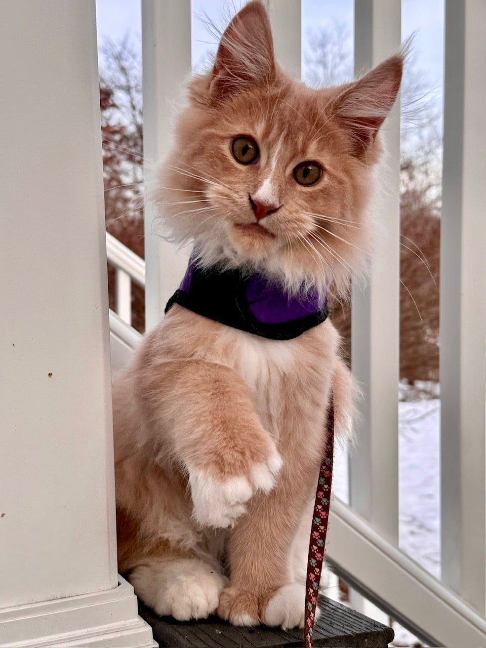 How to Measure Your Cat for a Kitty Holster Cat Harness - Complete Sizing Guide - Crazy K Farm Pet and Poultry