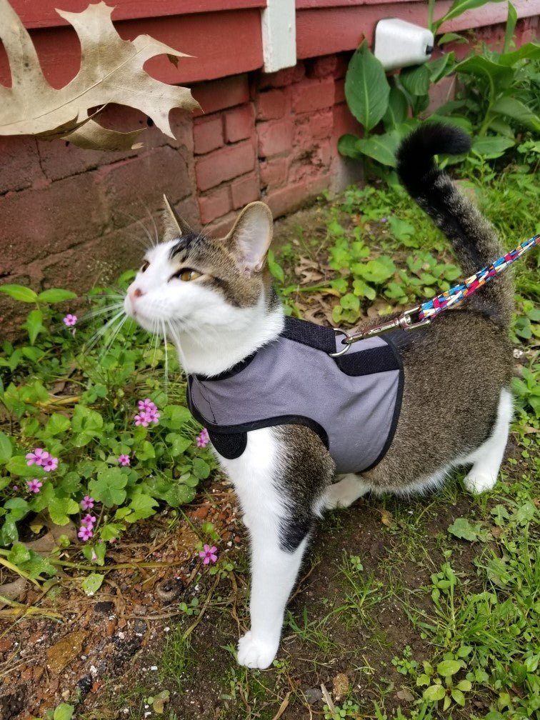Kitty Holster Cat Harness FAQs - Your Questions Answered - Crazy K Farm Pet and Poultry
