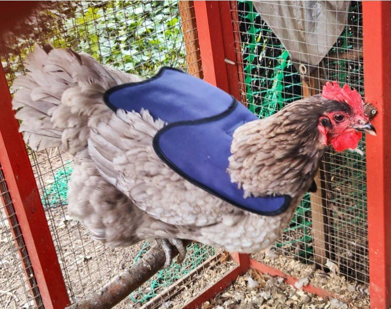 Living with chickens - Crazy K Farm Pet and Poultry