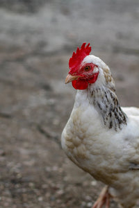 Mastering Free-Range Chicken Keeping: Best Practices