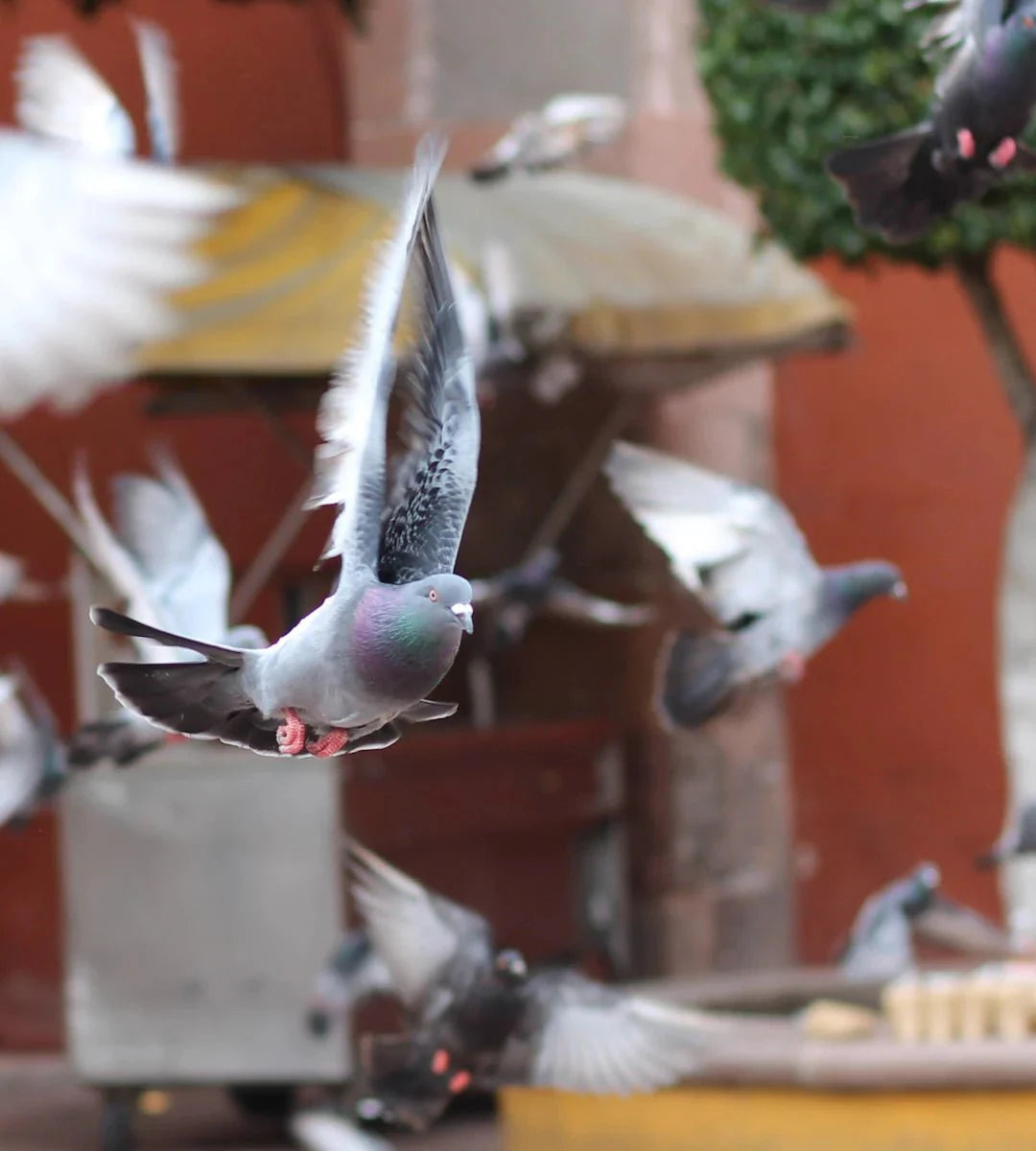 Mastering Socialization: Tips for Your Pet Pigeons - Crazy K Farm Pet and Poultry