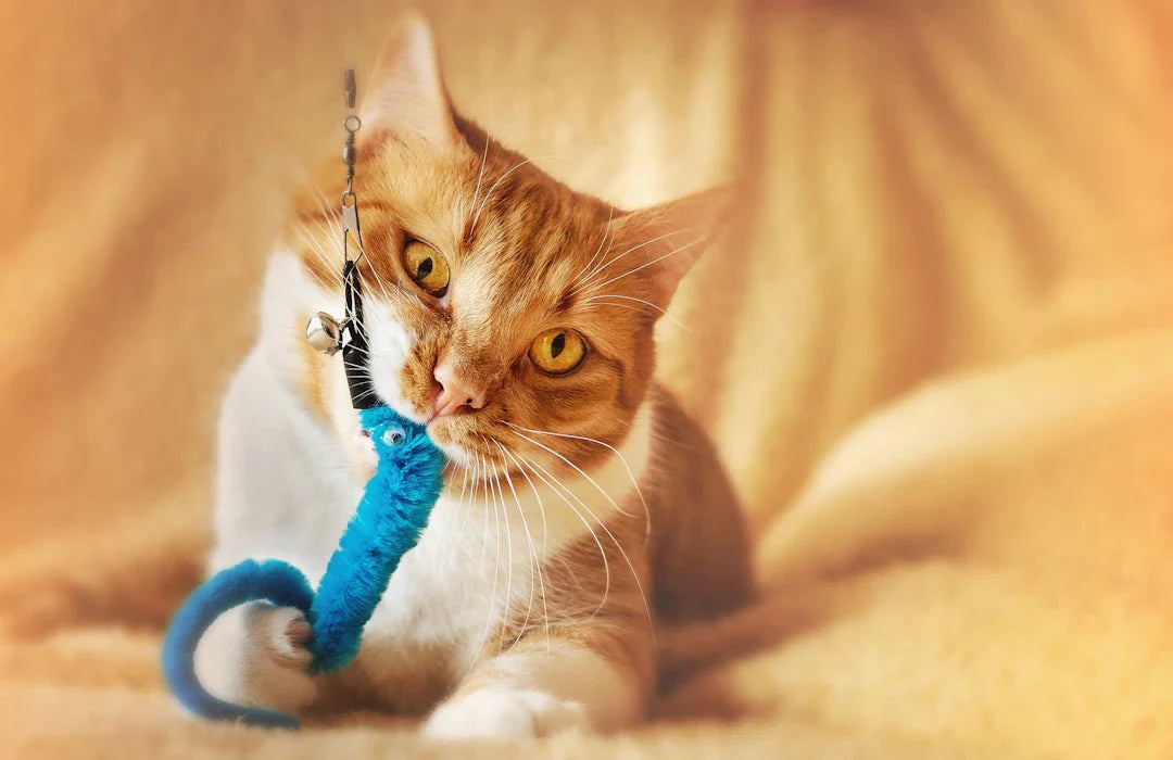 The Playful Path to a Healthy Feline - Crazy K Farm Pet and Poultry