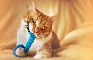 The Playful Path to a Healthy Feline