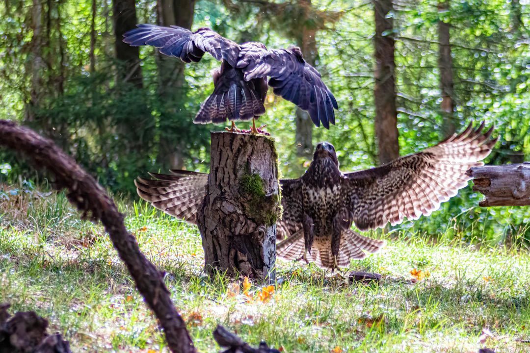 The Power of Positive Reinforcement for Pigeons - Crazy K Farm Pet and Poultry