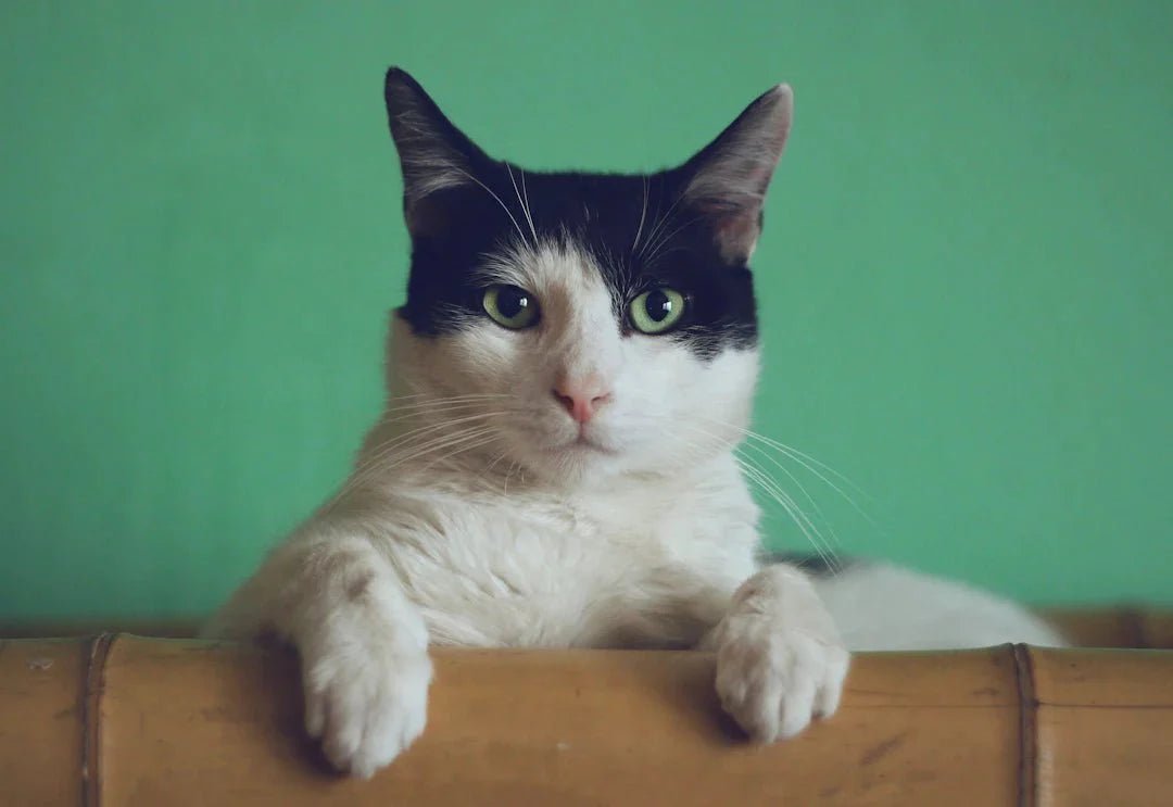 The Purr-fect Guide to Cat Enrichment - Crazy K Farm Pet and Poultry
