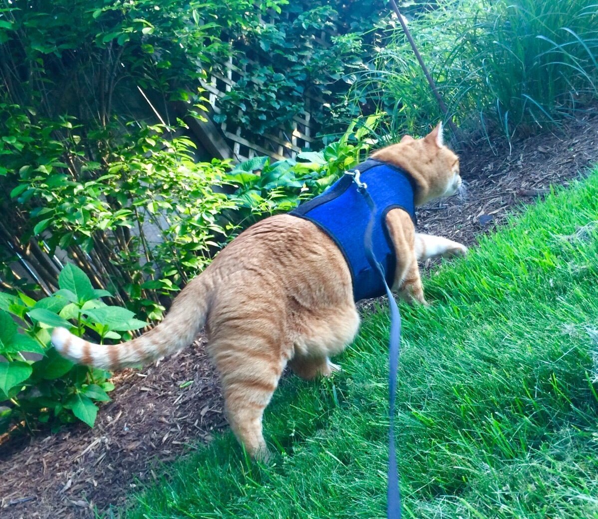 The Secret to Walking an Escape Artist: Why Your Cat Slips Their Harness (and How to Stop It) - Crazy K Farm Pet and Poultry