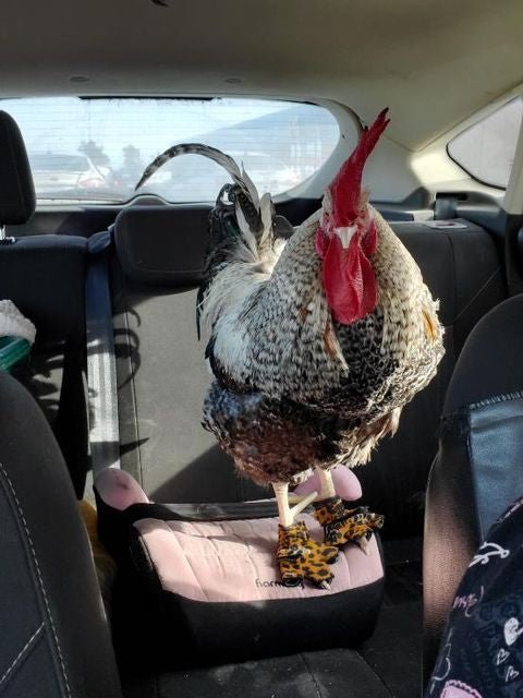 The Ultimate Guide to Birdy Bootie (Made in USA): Protecting Your Poultry's Paws