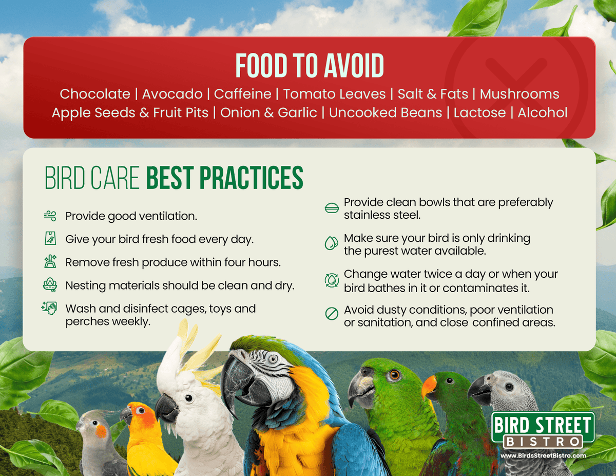 The Ultimate Guide to Parrot Care Fridge Magnet - Crazy K Farm Pet and Poultry