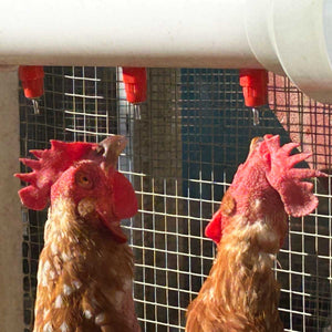 Top 5 Poultry Health Solutions for a Thriving Backyard Flock