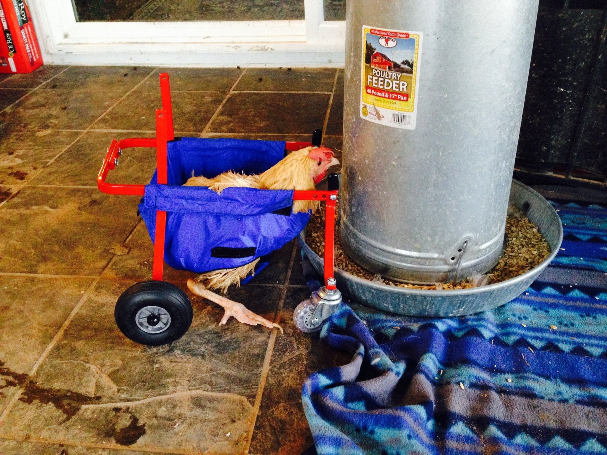 Top Alternatives to My Pet Chicken: The Best Stores for Chicken Supplies and Rescue Impact - Crazy K Farm Pet and Poultry