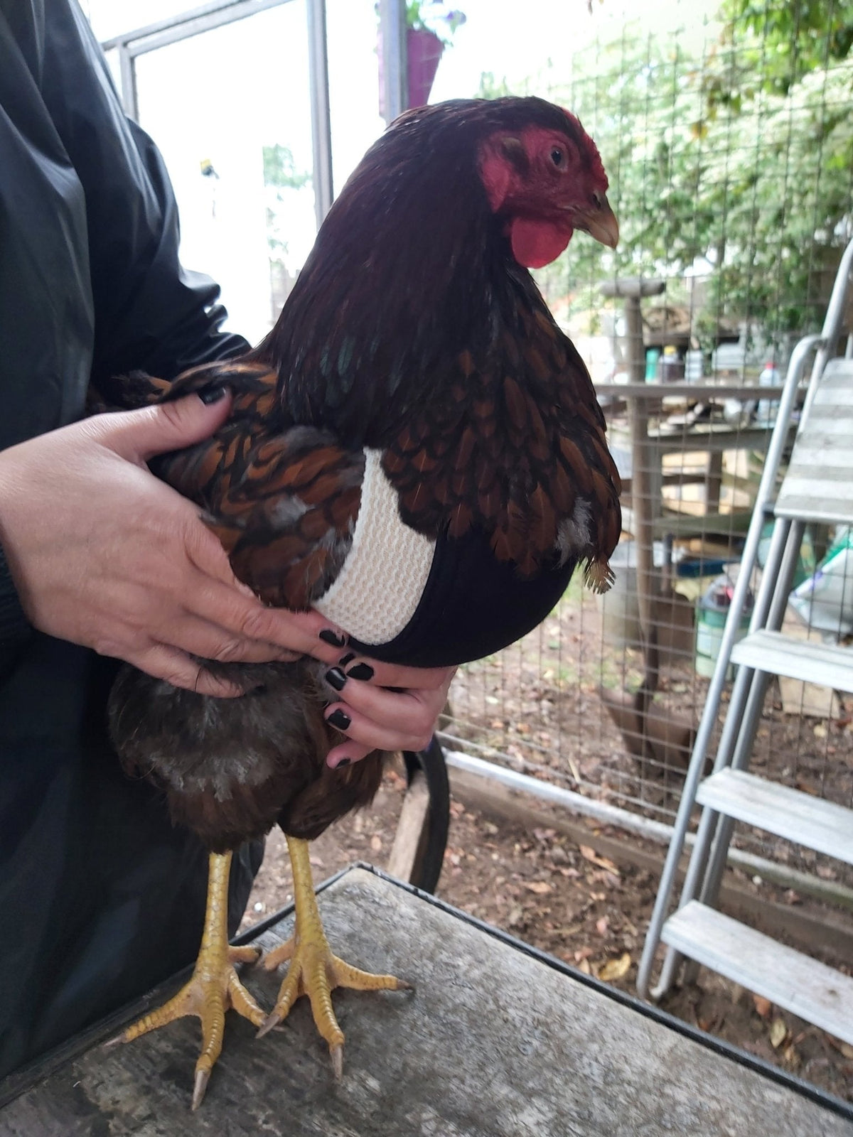 Understanding Crop Issues in Chickens: When Does Your Hen Need a 'Birdy Bra Crop Supporter'? - Crazy K Farm Pet and Poultry