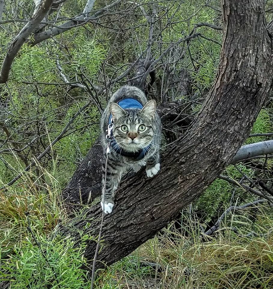 Understanding Your Cat's Behavioral Needs - Crazy K Farm Pet and Poultry