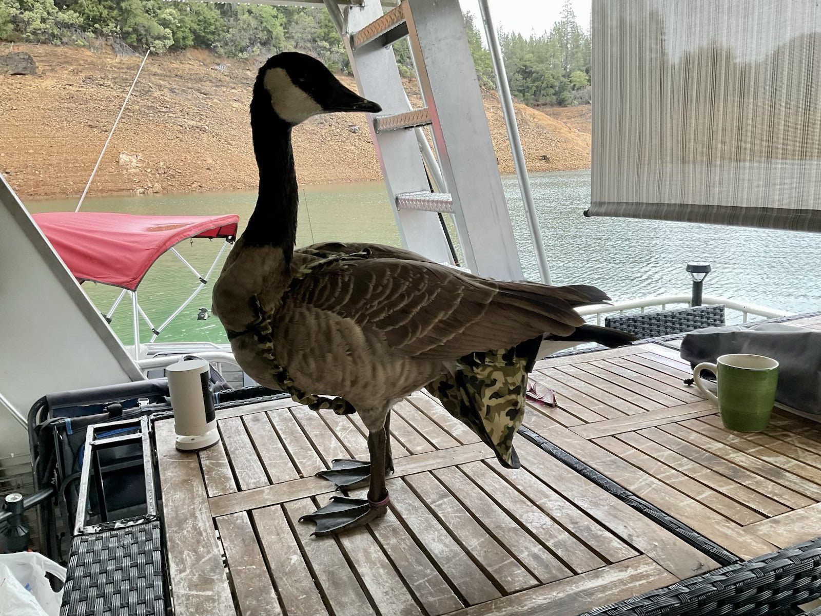 Why Every Indoor Bird Needs a Duck and Goose Diaper: A Guide to Mess-Free Pet Ownership - Crazy K Farm Pet and Poultry