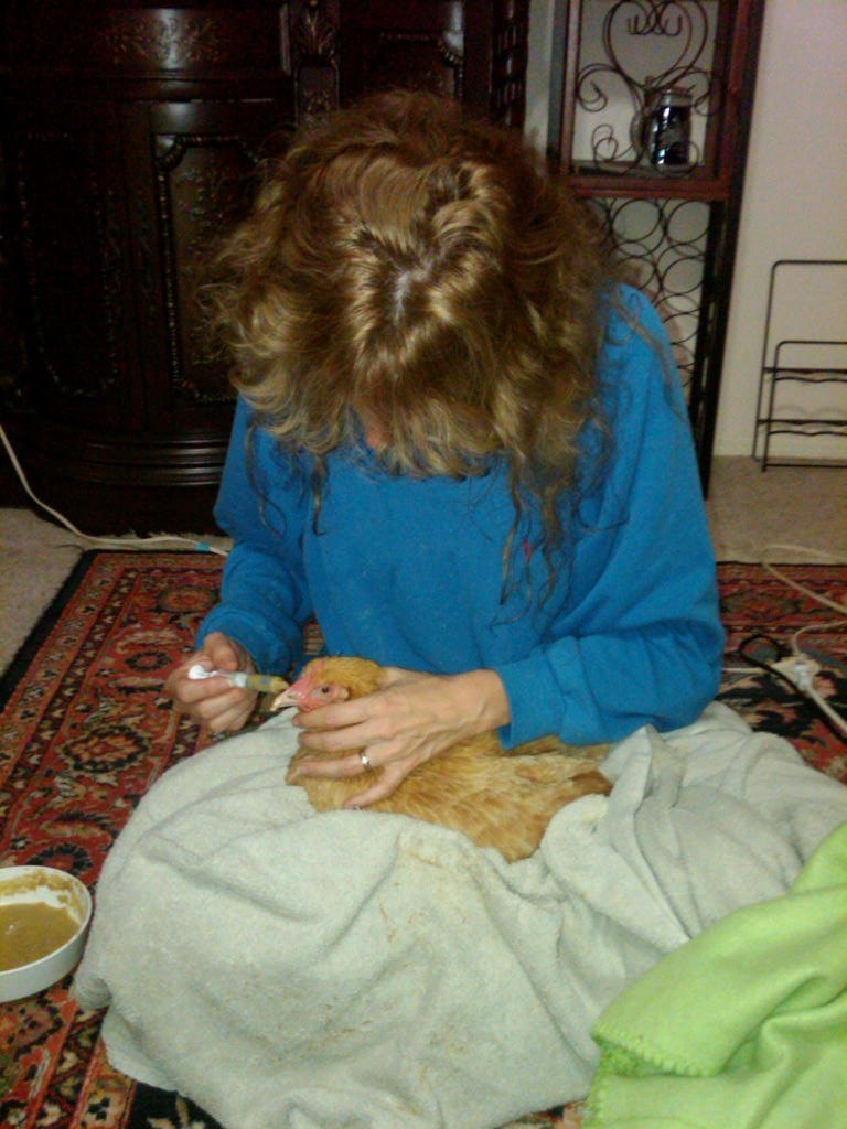 Why Savvy Chicken Owners Shop Here (vs. My Pet Chicken) - Crazy K Farm Pet and Poultry