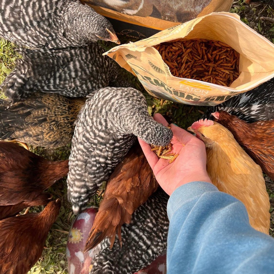 Why 'USA Grown Dried Black Soldier Fly Larvae' are the Ultimate 'High Calcium Treat for Chickens' - Crazy K Farm Pet and Poultry