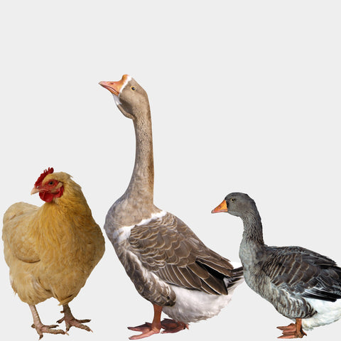 BACKYARD FLOCKS - Crazy K Farm Pet and Poultry