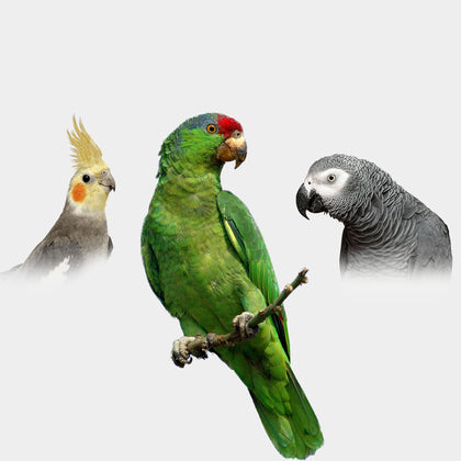 BIRDS - Crazy K Farm Pet and Poultry