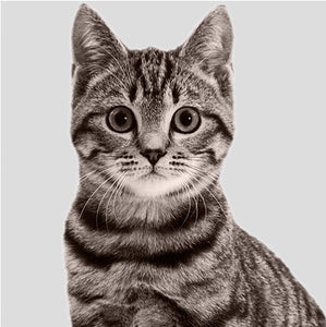 Cat Products Collection