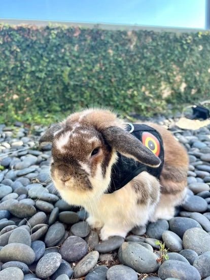 RABBITS - Crazy K Farm Pet and Poultry