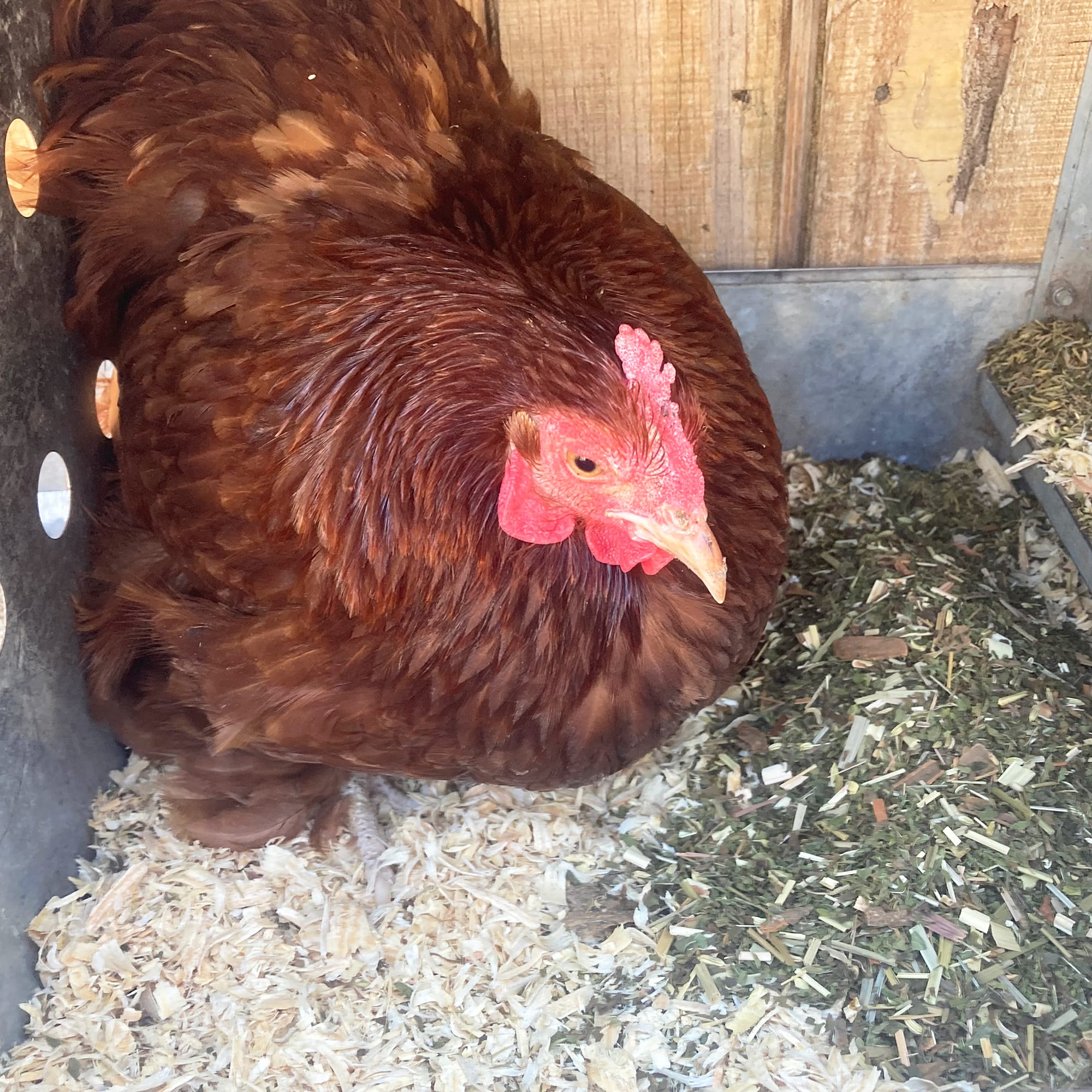Red Chicken in Coop Nesting Box with MitesBGone & PestsBGone Herbs from Crazy K Farm - Pest Repellent, All Natural