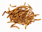 Dried Mealworms: High-Protein Chicken & Bird Treats. Pile of Dried Mealworms