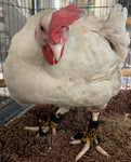 A white chicken in a cage stands on a brown mat, sporting Birdy Bootie (Made in USA) made from durable neoprene.