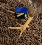 A chicken with yellow legs and claws stands on a textured brown surface, wearing a Birdy Bootie (Made in USA) on its left foot to protect its injured feet.
